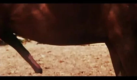 வாவ் ஹேரி ஆபாச அத்தை